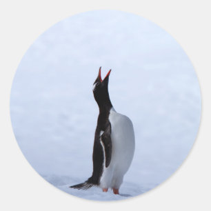 Sticker Rond Pingouin Gentoo