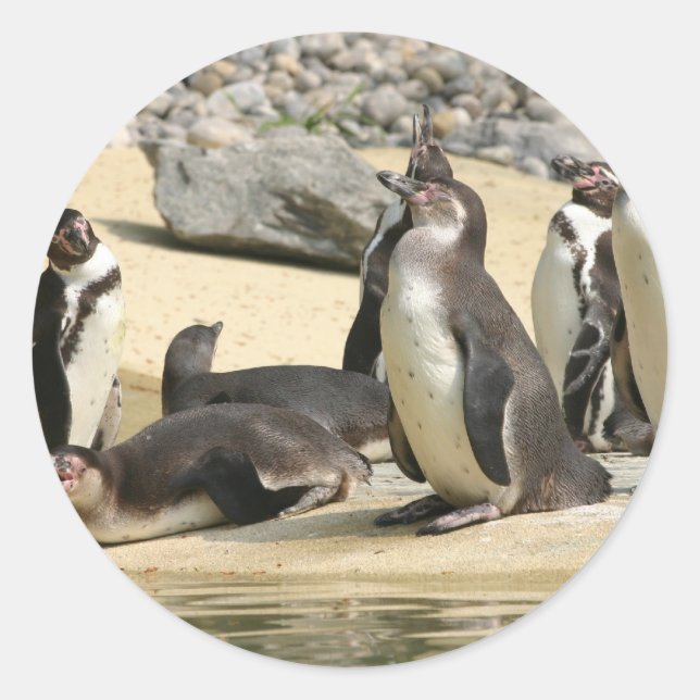 Sticker Rond Pingouins Humboldt (Devant)