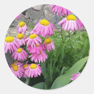 Sticker Rond Pink Peint marguerite Fleurs Nature photographie