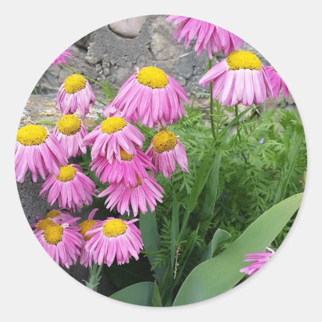 Sticker Rond Pink Peint marguerite Fleurs Nature photographie (Devant)