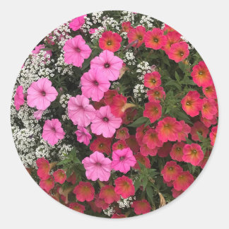 Sticker Rond Pink Petunia Flowers Springtime