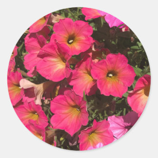 Sticker Rond Pink Petunia Flowers Springtime