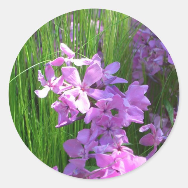 Sticker Rond Pink Phlox et Grass été Floral (Devant)
