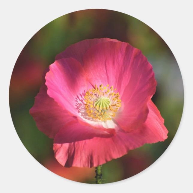 Sticker Rond Pink poppy in the Sunshine Photographe (Devant)