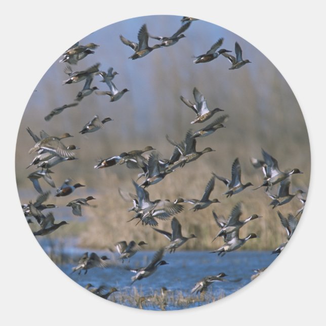 Sticker Rond Pintails en vol (Devant)