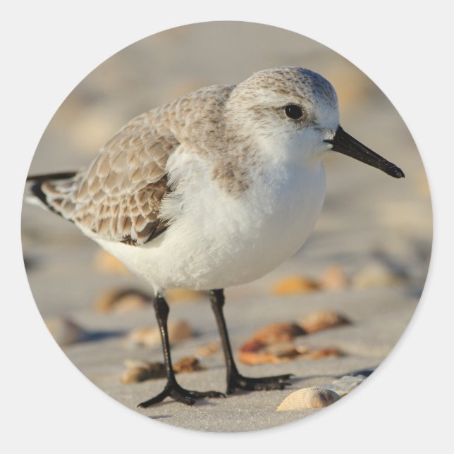 Sticker Rond Pipe de sable et coquillages (Devant)