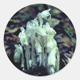 Sticker Rond Pipe indienne Fleur sauvage Champignons Nature