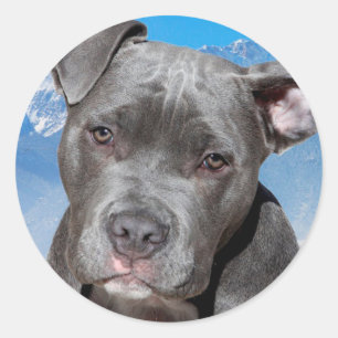 Sticker Rond Pitbull