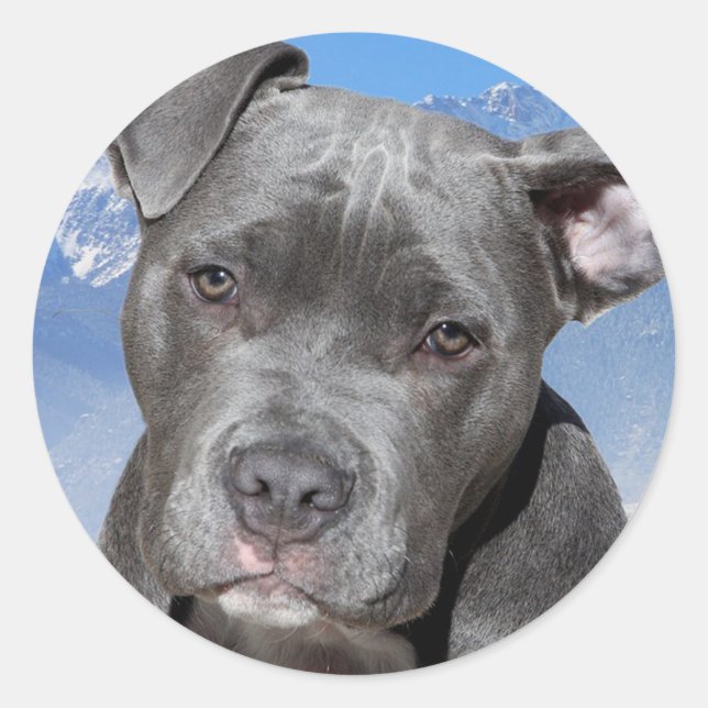 Sticker Rond Pitbull (Devant)