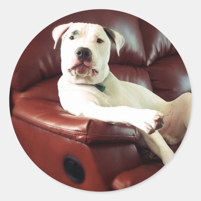 Sticker Rond pitbull blanc drôle sur le canapé (Devant)