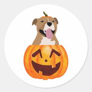 Sticker Rond Pitbull Halloween