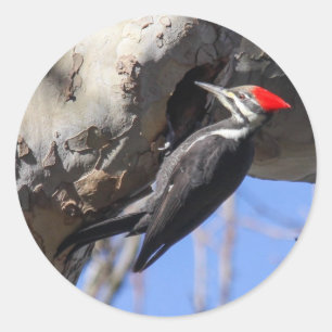 Sticker Rond Pivert de Pileated
