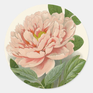 Sticker Rond Pivoine en arbre – Élégant dessin botanique vintag