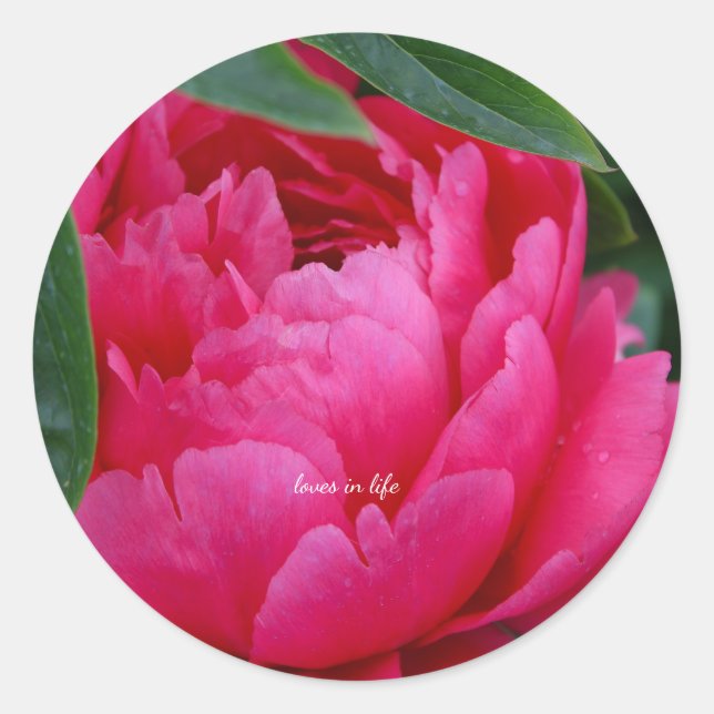 Sticker Rond Pivoine Rose Timide  (Devant)
