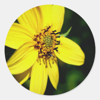 Sticker Rond Plaine de tournesol Maximilian