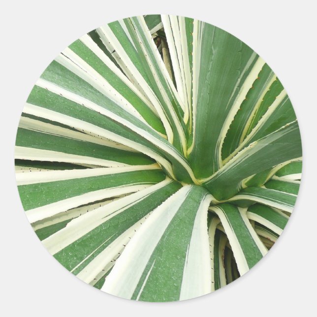 Sticker Rond Plante Agave Vert et blanc rayé (Devant)