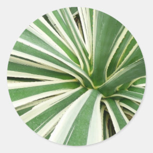 Sticker Rond Plante Agave Vert et blanc rayé