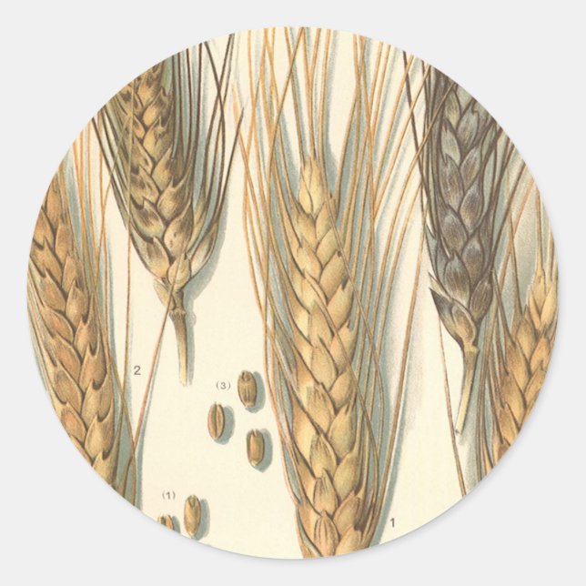 Sticker Rond Plante de blé résistante à la sécheresse, agricult (Devant)