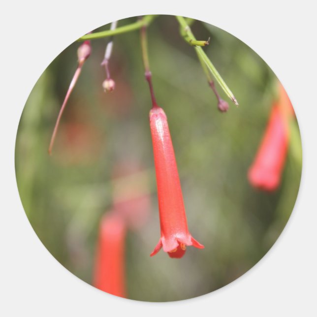 Sticker Rond Plante de panier (Devant)