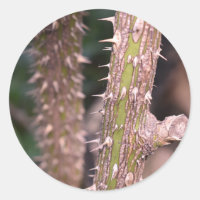 Plante Stem Thorns Nature Park Photographie