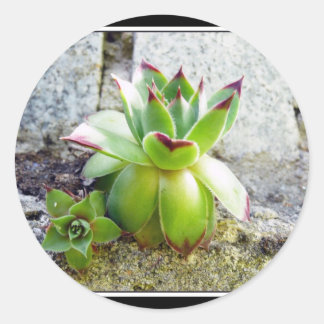 Sticker Rond plante succulent
