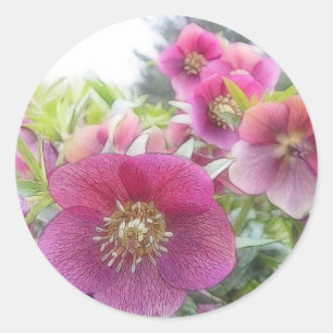 Sticker Rond Plantes éternels - Hellebore pourpre