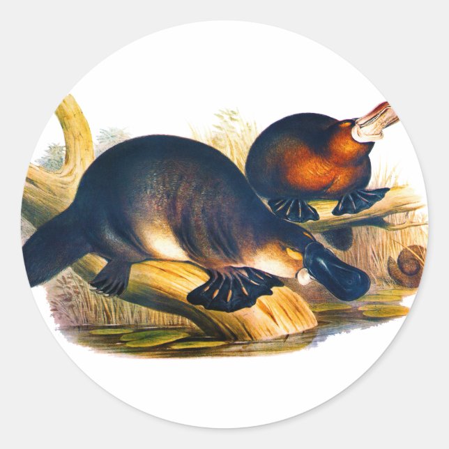 Sticker Rond Platype (Devant)