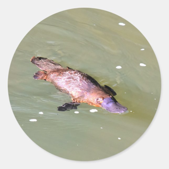 STICKER ROND PLATYPUS DANS L'EAU EUNGELLA AUSTRALIE (Devant)