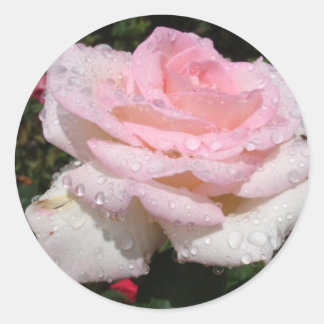 Sticker Rond Pluie - Rose arrosé