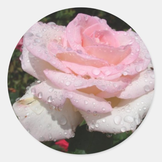 Sticker Rond Pluie - Rose arrosé (Devant)