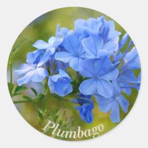 Sticker Rond Plumbago - l'été bleu fleurit l'image