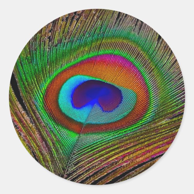 Sticker Rond Plume de paon cuivré vibrant (Devant)