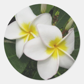 Sticker Rond Plumeria Blossom