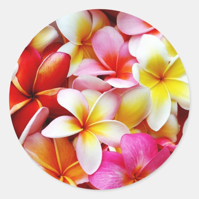Sticker Rond Plumeria Frangipani Hawaii Fleur Customisée (Devant)