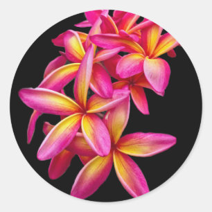 Sticker Rond Plumeria rose assez photo florale