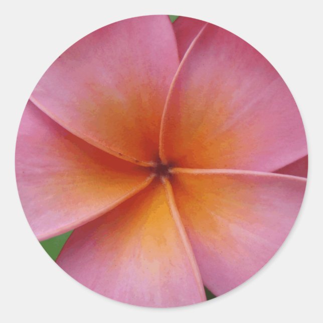 Sticker Rond Plumeria rose hawaïenne Frangipani Fleur tropicale (Devant)