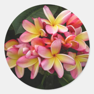Sticker Rond Plumeria tropicale rose et jaune