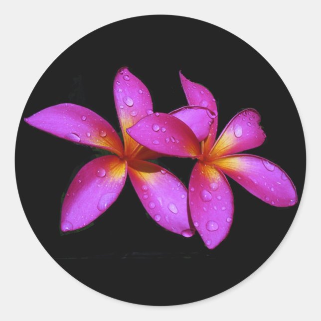 Sticker Rond Plumeria violet sur arrière - plan noir (Devant)