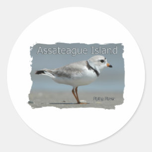 Sticker Rond Pluvier sifflant d'île d'Assateague