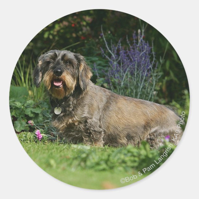 Sticker Rond Poil à fil standard Dachshund assis (Devant)