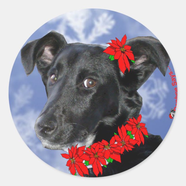 Sticker Rond Poinsettia Daphne (Devant)