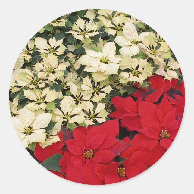 Sticker Rond Poinsettias blanches et rouges I Holiday Floral (Devant)
