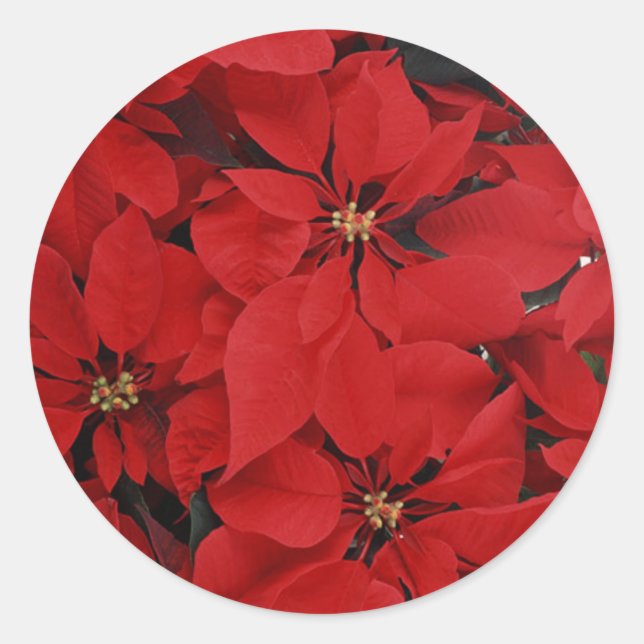 Sticker Rond Poinsettias pour Noël (Devant)