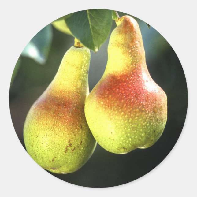 Sticker Rond Poires (Devant)