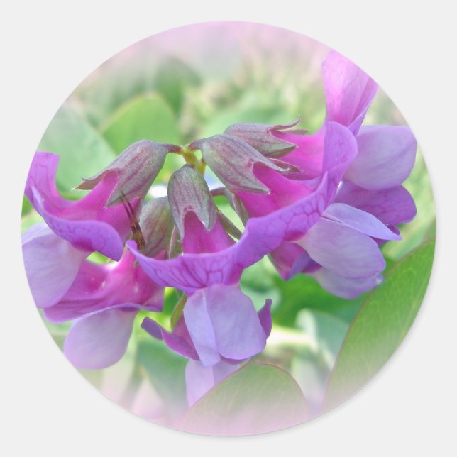 Sticker Rond Pois de plage - Lathyrus japonicus - Fleur sauvage (Devant)