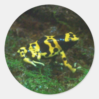 Sticker Rond Poison grenouille