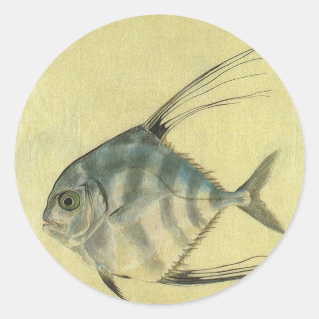 Sticker Rond Poisson Alectis indicus, Carangue à trois épines v (Devant)