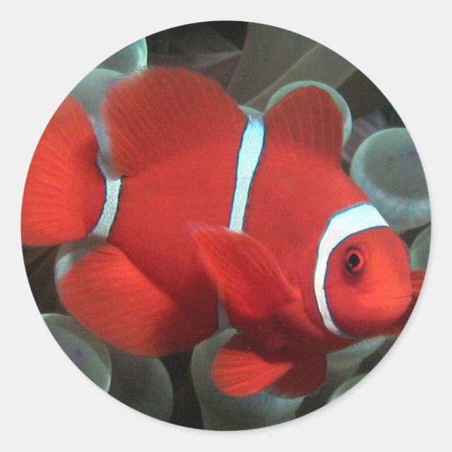 Sticker Rond Poisson clown (Devant)