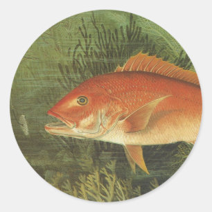 Sticker Rond Poisson de Snapper Rouge dans l'océan, Vintage Mar