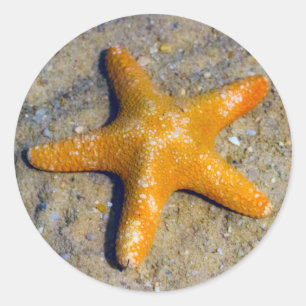 Sticker Rond Poisson étoilée dans le sable